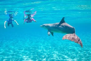 Journée dauphins en mer