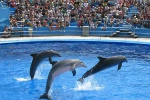 Spectacle de dauphins
